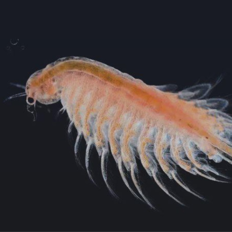 Brine Shrimp Cube
